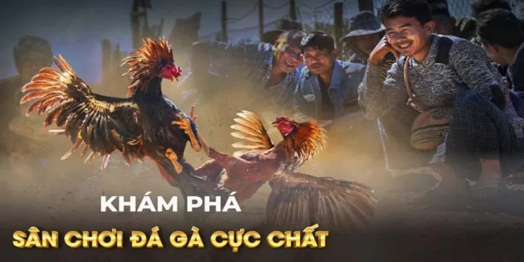 Chinh Phục Đá Gà GA28 Gi8 Với Chiến Thuật Cược Đỉnh Cao 1 Chinh Phục Đá Gà GA28 Gi8 Với Chiến Thuật Cược Đỉnh Cao