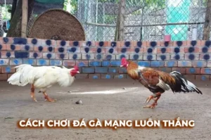 Làm Chủ Sới Gà Sabong Gi8 Hướng Dẫn Cược Thắng Lớn