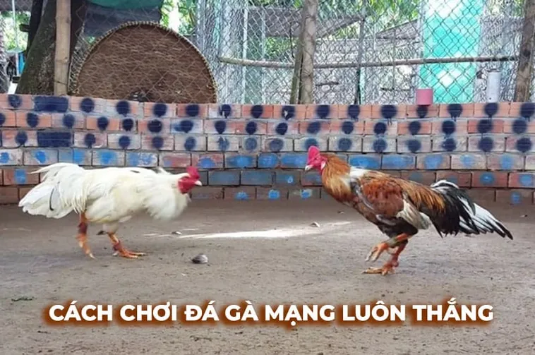 Làm Chủ Sới Gà Sabong Gi8 Hướng Dẫn Cược Thắng Lớn
